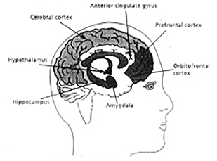 Areas of the Brain